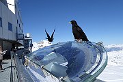 203_Schladming_2015_194_Dachstein