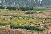 1183m_vn2014_1184_nc