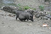 1237m_vn2014_1245_nc_BaBe_NP_Tay_Gastfamilie